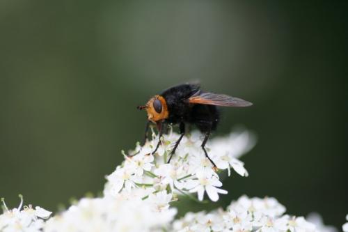 Réf. 197 054 : Tachina grossa